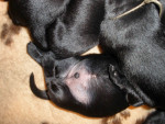 Darcy reuen 26 juni 2011